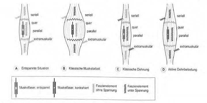 Abb. 7.24.4 Spannung unterschiedlicher Faszienanteile. (A) Entspannte Situation: Die Muskelfasern sind entspannt, der Muskel hat seine Ruhelänge eingenommen und die Faszie steht nirgendwo unter Spannung. (B) Klassische Muskelarbeit: Die Muskelfasern sind kontrahiert, die Muskeliänge ist im normalen Bereich. Fasziengewebeelement,die seriell oder quer zur Muskelfaser verlaufen, stehen unter Spannung, (C) Klassische Dehnung: Die Muskelfasern sind entspannt, der Muskel insgesamt verlängert. Extramuskuläre Verbindungen und die parallel zu den Muskelfasern verlaufenden Faszienelemente stehen unter Spannung. Die seriell zu den Muskelfasern angeordneten Faszienelemente werden dagegen nur wenig gedehnt, da die Elongationsspannung in dieser myofaszialen Kette von den entspannten Muskelfasern aufgenommen wird. (D) Aktive Dehnbelastung: Der aktive Muskel wird in den oberen Längenbereich gedehnt. Bei dieser Art der Belastung werden die meisten Faszienanteile gedehnt und stimuliert. Zwischen den vier dargestellten Faszienanteilen gibt es in der Realität Überschneidungen und Kombinationen. Diese vereinfachte Abstraktion dient also lediglich zur grundlegenden Orientierung.